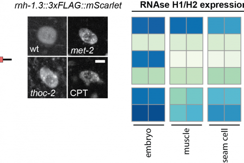 Project 13. Regulation and specificity of RNase H1 enzymes.