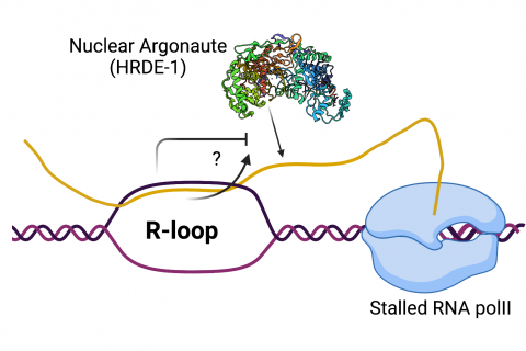 Project 7. R-loop function in nuclear RNA interference.