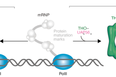 Project 18. Mechanistic insights into co-transcriptional mRNA packaging complexes.