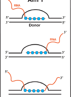 Project 15. Investigating the life cycle of RAD51AP1-mediated R-loops.