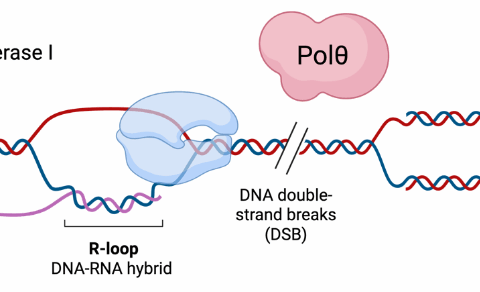 Project 17. DNA polymerase Theta (POLΘ) on mediating R-Loop-induced genome instability.