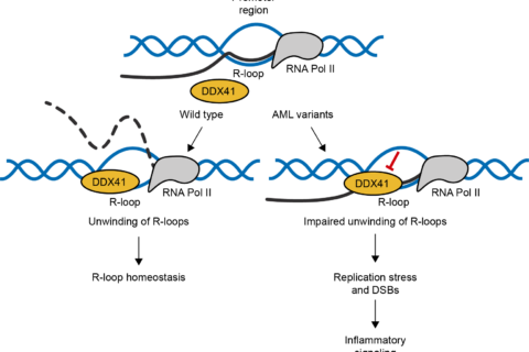 Project 2. Regulatory interplay between R-loops and transcription.