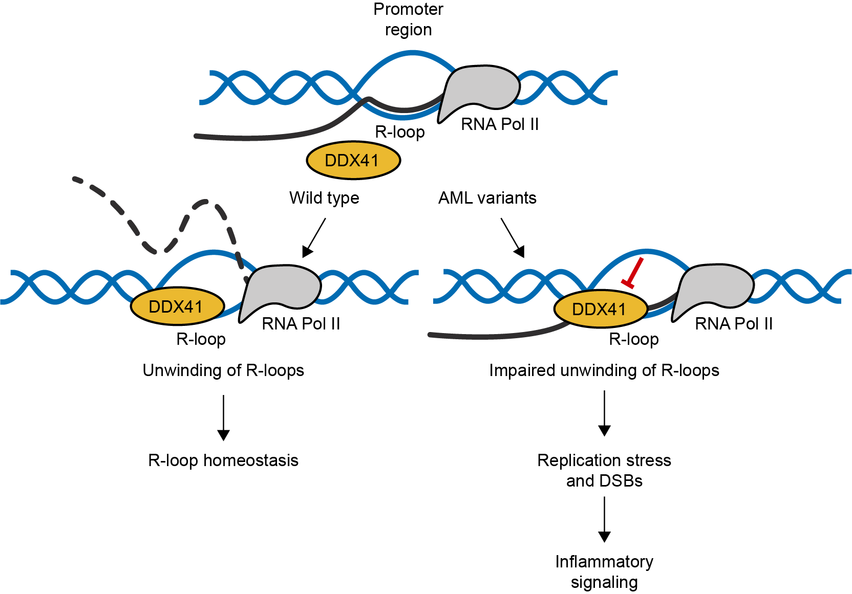 Project 2. Regulatory interplay between R-loops and transcription.