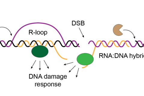 Project 5. Functional analysis of R-loops and RNA:DNA hybrids associated with DNA lesions.