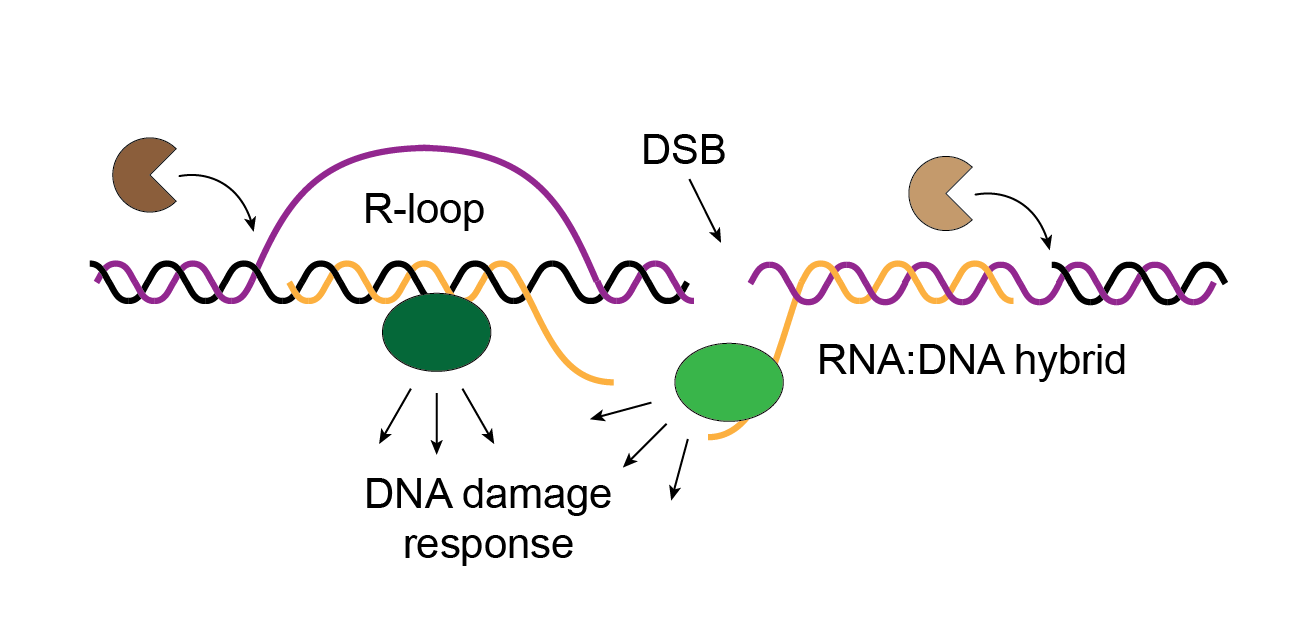 Project 5. Functional analysis of R-loops and RNA:DNA hybrids associated with DNA lesions.