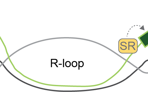 Project 12. Regulation of alternative splicing by R-loop formation in plants.