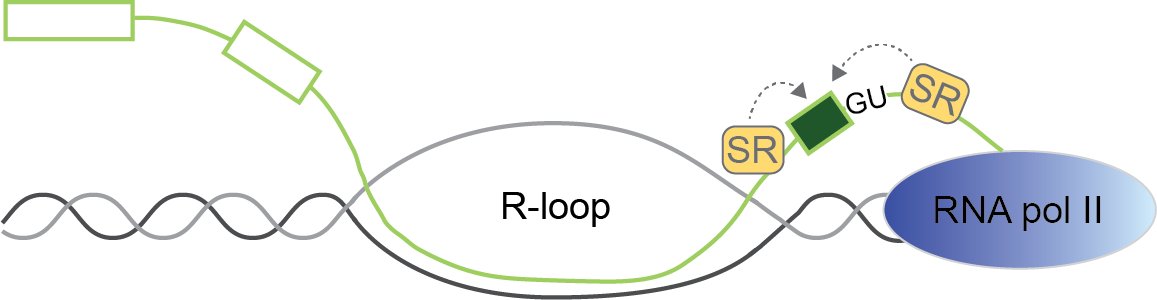 Project 12. Regulation of alternative splicing by R-loop formation in plants.
