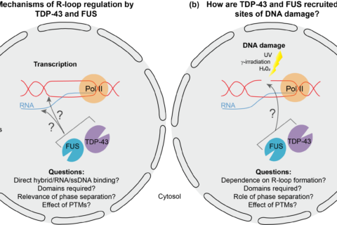 Project 6. R-loop regulation by neurodegeneration-linked DNA/RNA-binding proteins FUS and TDP-43.