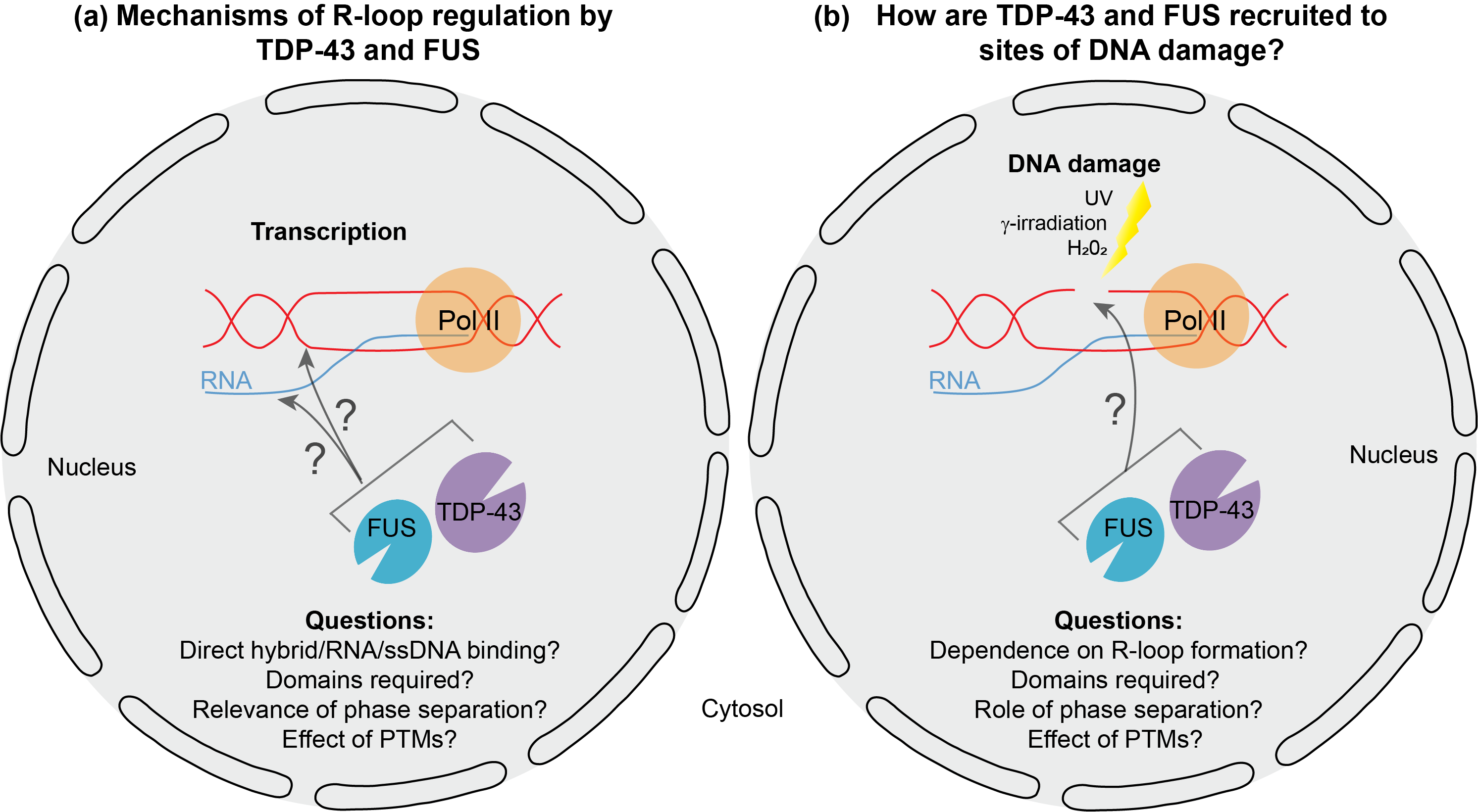 Project 6. R-loop regulation by neurodegeneration-linked DNA/RNA-binding proteins FUS and TDP-43.