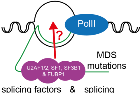 Project 11. The interplay between RNA splicing and R-loop formation.