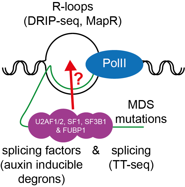 Project 11. The interplay between RNA splicing and R-loop formation.